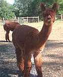 Rosie photo