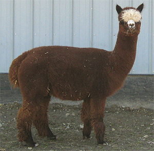 Dominga photo