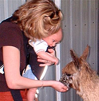 feeding alpaca