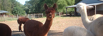 alpacas in the field