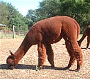 Sheila photo